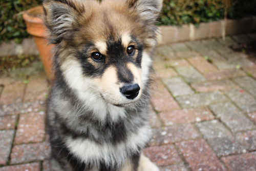 littlelappie:He is getting bigger every day