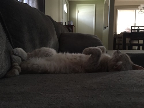 derpycats:  Melody (white), Leeloo (blonde), O'Malley (grey), Ruby (black)