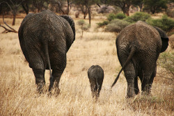 funkysafari:  Elephants, Tanzania by Peer Zillla