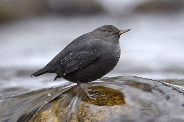 79f52f3bd30eb7dc227669f76999ec5bf81985c9.gif 79f52f3bd30eb7dc227669f76999ec5bf81985c9.gif