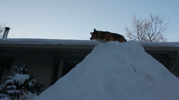 corgidogsorg:  Not sure how safe this is, but it looks like the Corgi is enjoying it a lot.