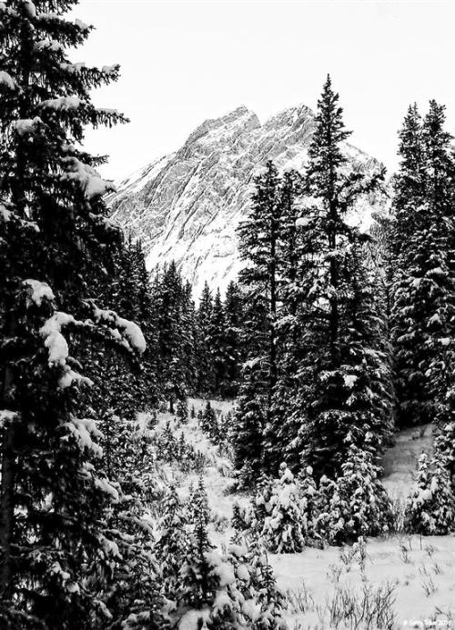 Winter in the mountains…Elkford, BC. Canada ~ Coast to Coast ~ Shades of Black & White ~ 