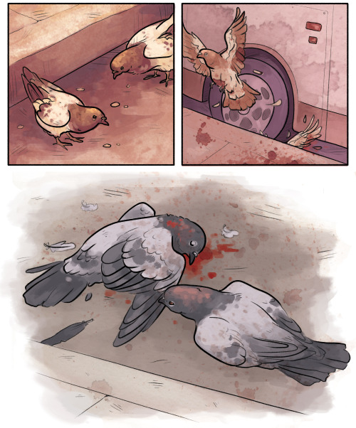 commanderholly:  combjellies:  please be kind to pigeons  Oh my god this made me cry in public :c   T ^T