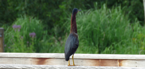 Smaller than the familiar great blue heron, the green heron (Butorides virescens) is an odd little b