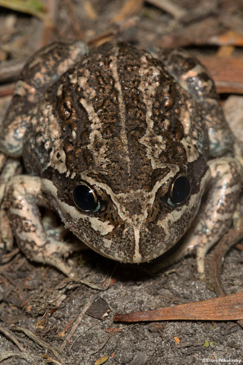 clusterpod:Pobblebonks (Limnodynastes dumerili), AKA Eastern Banjo Frog.These individuals photograph