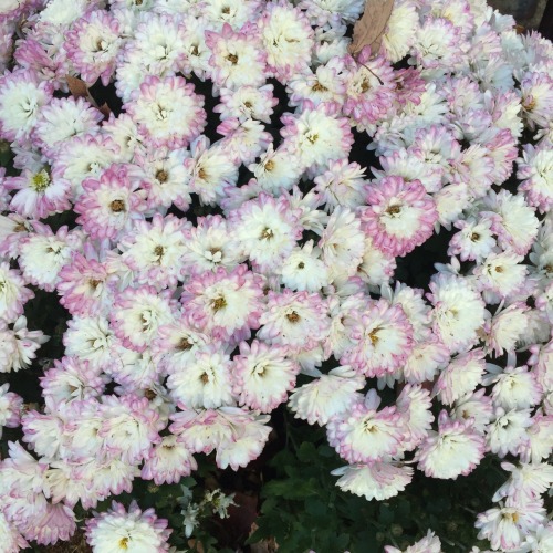 mtphrclly:i ordered white mums but now they’re purple and it’s lovely