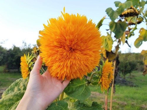 allthingssoulful-garden:First time growing Teddy Bear sunflowers.