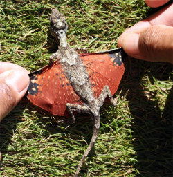 spacesharq:  vergess:  HOLY SHIT HOW IS IT THAT THERE’S NOT SOME LIKE LINKS OR SOMETHING HERE OKAY SIT BACK KIDS LET’S TALK ABOUT THESE REAL LIVE FUCKING DRAGONS THEY ARE LITERALLY CALLED FLYING DRAGONS, THAT IS THEIR NAME. OR, IF YOU’RE MORE SCIENCEY,