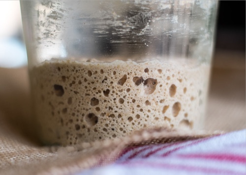 I love anything science and food! Sourdough starter from scratch is an easy and fun fermentation act