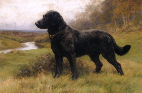 daies-liht: On Alert, A Black Labrador by Herbert Thomas Dicksee (1918)