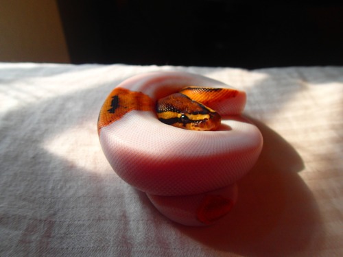 spacesnek:Jupiter is such a pretty snake