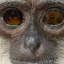 im-monky