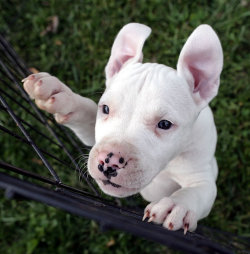 thefrogman:  Smilin’ Pitbull Rescue [website]