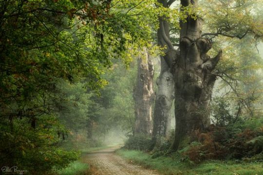 Pilgrimage by Ellen Borggreve #old trees#ancient path#misty forest#mystical#fairytale forest#my upload#silvaris#misty#foggy#cloudy#path#trail #path in the woods #forest#trees#woods#woodland#nature