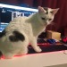 thegrandlinesimp:I told her I needed to type…She said no…