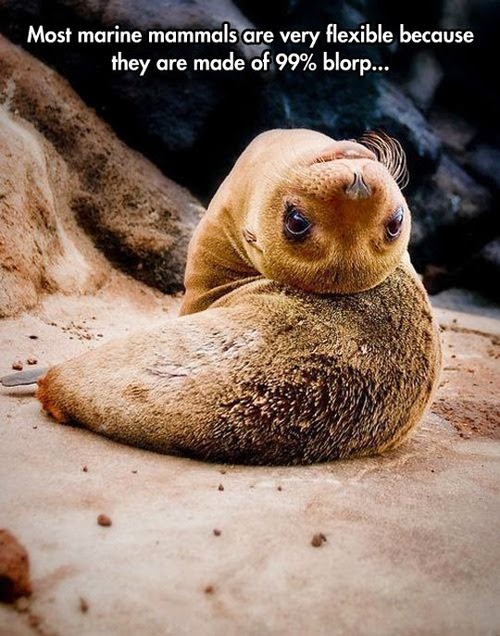 catsbeaversandducks:  Blorp via I Have Seen The Whole Of The Internet