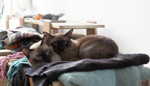 My 2 studio assistants: on the left &lt; Singto the siamese on the right &gt; Saming the tonkinese 