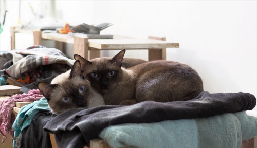 My 2 studio assistants:on the left &lt; Singto the siamese on the right &gt; Sam