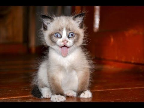Naughtiest Animals You Will See: It&rsquo;s amazing BUT pet shaming actually makes you love em m