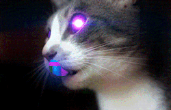 Justacatblog:  Bright Eyes 