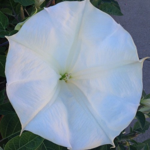 ctgirlabouttown: #moonflower #nofilter