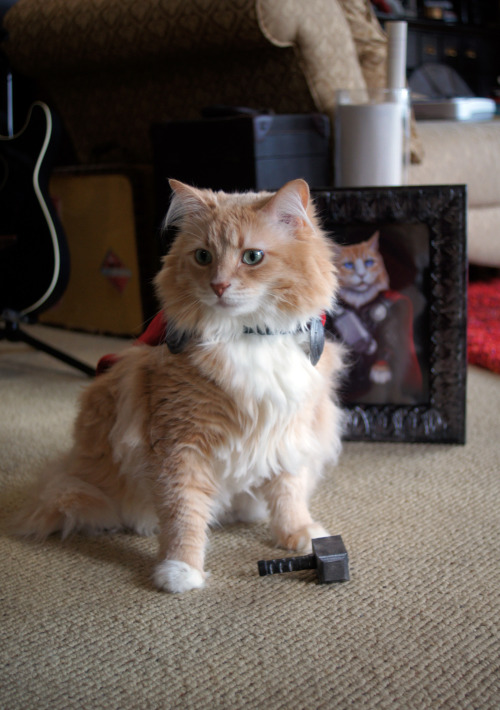 twoxheartedxdream: lookatthislittlething: sparkysmachine: I dressed my cat, Sir Didymus, up as Thor,