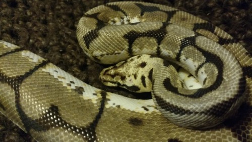 blurrysnakescales:News at 11:Local stud becomes a chunk Everyone still swoons