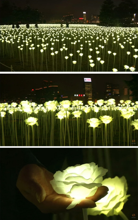 contemporist: A field of illuminated roses has arrived in Hong Kong for Valentine’s Dayvia con