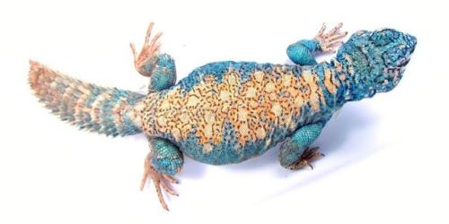 end0skeletal:   Uromastyx is a genus of African and Asian agamid lizards, the member species of whic