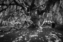 acordesetacris:  the tree with Elisabeth, Anna and YaminaR&amp;P Skapal Photography©