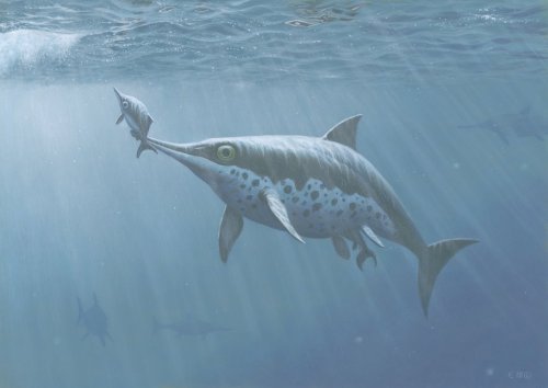 paleoillustration:  Ichthyosaurs from the book “Monsterøglene på Svalbard”, written by prof. Jørn Hurum and Torstein Helleve, illustrated by Esther Van Hulsen: Two ichthyosaurs from Svalbard engaging in courtship (Cryopterygius kristiansenae).