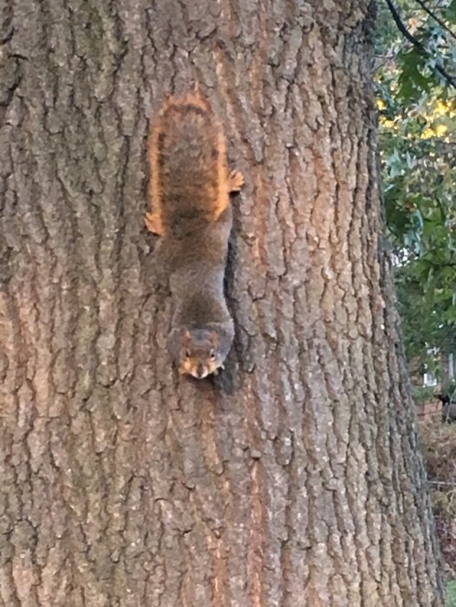 This squirrel has captured my heart