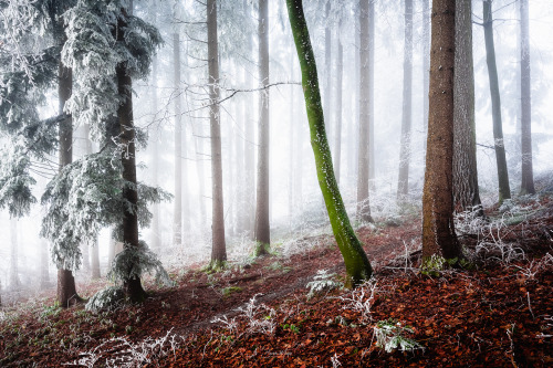 Frozen forest