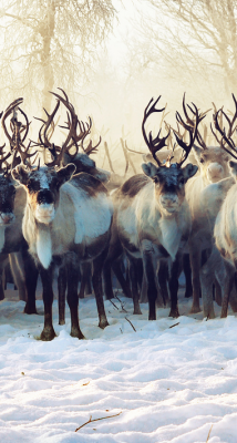 unxcornis:  Curious reindeer by Anne Katja