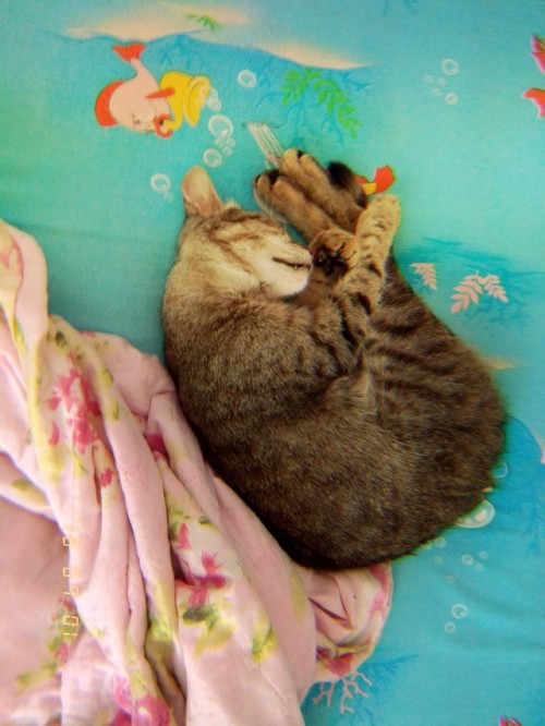 bizarrcricket:Wer möchte Katzen sehen?