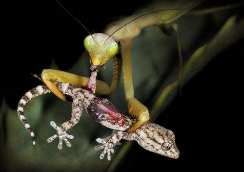XXX chrysallidem:  (via A female praying mantis photo