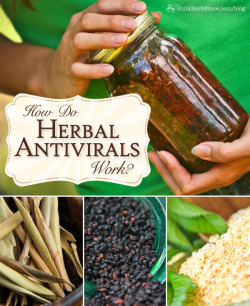 allthateverwasorwillbe:  How Do Herbal Antivirals