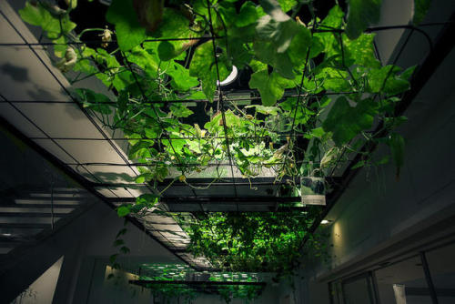 mentalflossr:  In Tokyo, Workers Share an Office With an Urban Farm