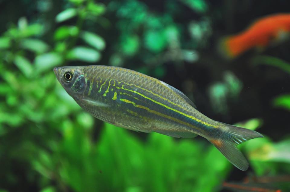 Fish: Devario aequipinnatus - The Giant Danio
Nice Fish which also fits into an Aquascape!