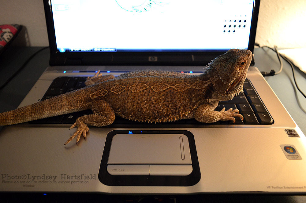 tupinambeast:  I’m renaming this device to ‘slow and frequently malfunctioning