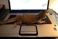 tupinambeast:  I’m renaming this device to ‘slow and frequently malfunctioning lizard warmer’. 