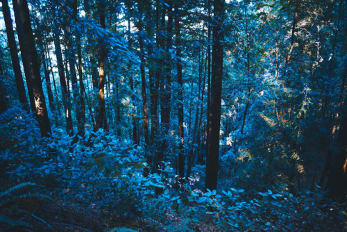 leahberman:blue forestSanta Cruz, Californiainstagram