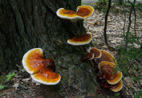                  Reishi Mushroom (Ganoderma tsugae) I found these good sized Reishi mushrooms in a f