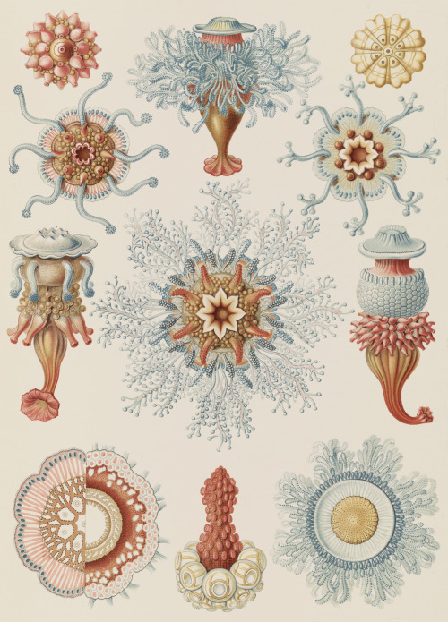 clawmarks:Siphonophorae - Ernst Haeckel - 1904 - via LOC