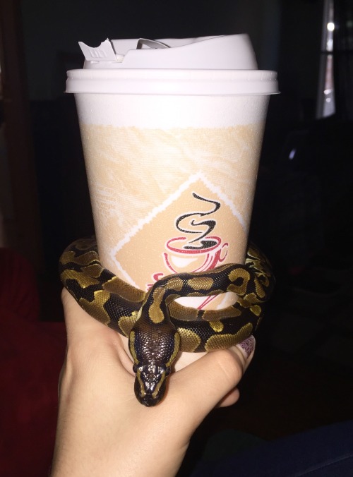 justassembledatoms:Lil noodle found a warm spot