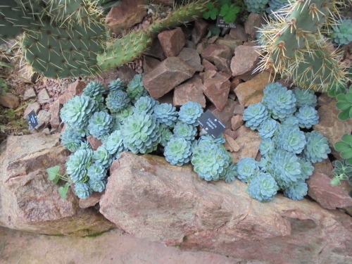 Echeveria elegans at Royal Botanic Garden Edinburgh