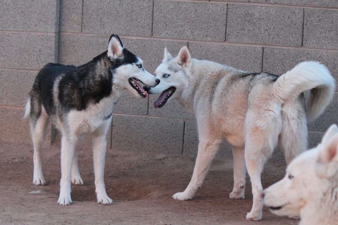 6woofs:  K vs. T Results: TIE. 