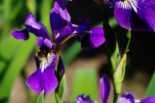 Iris02-06-2017 / RUB, botanical garden