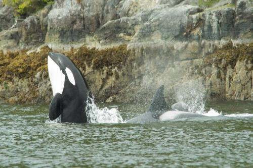 fuckyeahkillerwhales:  Very curious creatures, killer whales will often stick their upper body out o