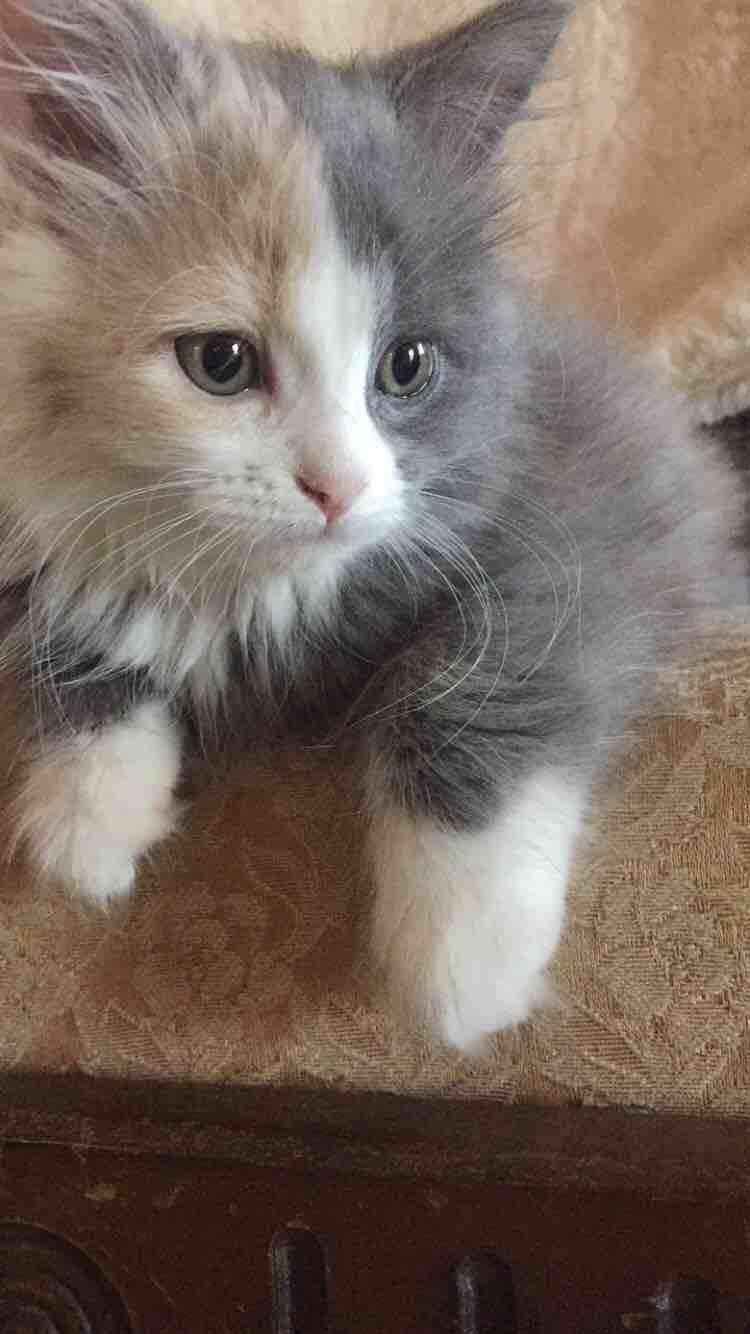 cute-overload:  Just picked up this baby girl today source: http://imgur.com/r/aww/HUAHZFf